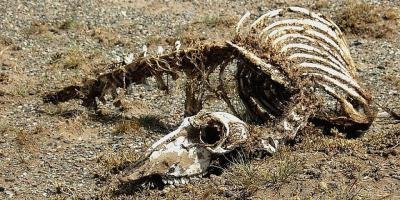 filmes sobre animal morto