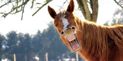 filmes sobre cavalo falante