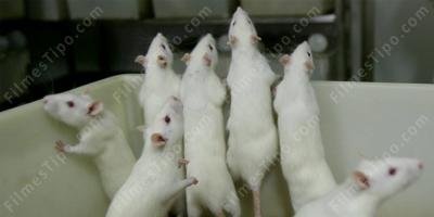 filmes sobre rato de laboratório