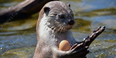 filmes sobre lontra