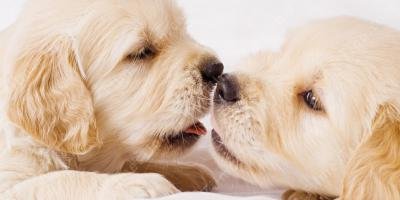 filmes sobre amor de cachorrinho