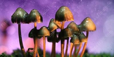 filmes sobre cogumelo Mágico