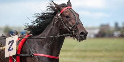 filmes sobre cavalo de corrida