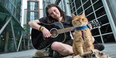 filmes sobre gato de rua