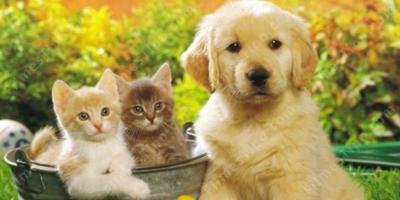 filmes sobre animal