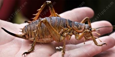 filmes sobre inseto gigante