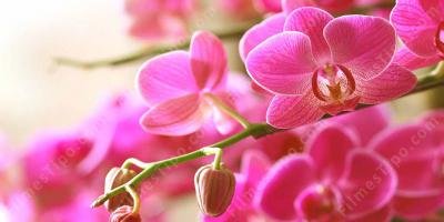 filmes sobre orquídea