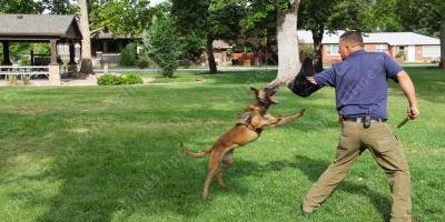 filmes sobre treinamento de animais