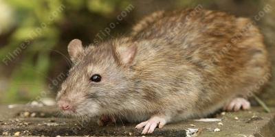 filmes sobre rato