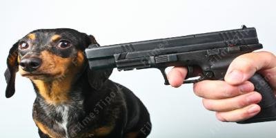filmes sobre matando um cachorro