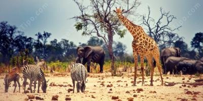 filmes sobre animais