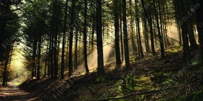 filmes sobre floresta