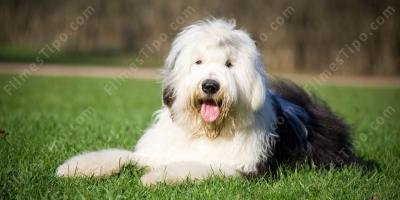 filmes sobre cão de guarda