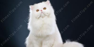 filmes sobre gato branco