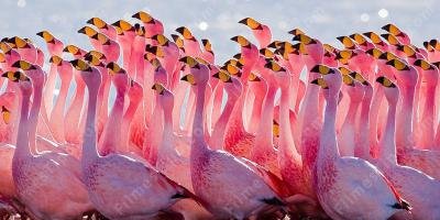 filmes sobre flamingo