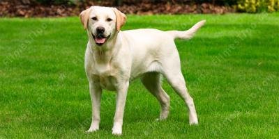 filmes sobre labrador