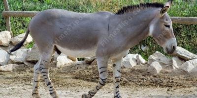 filmes sobre burro