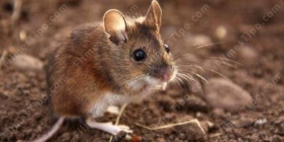 filmes sobre rato