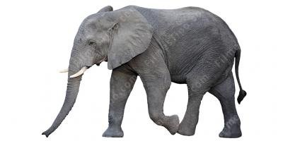 filmes sobre elefante